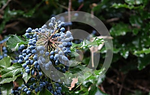 blue berries on a branch in the park