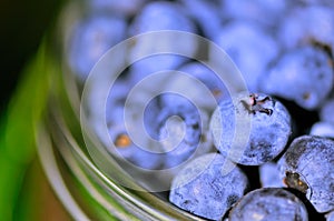 Blue-berries in glass