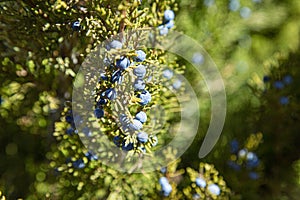 Blue berries in juniper in the park photo