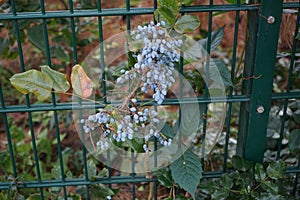 The blue berries of Mahonia aquifolium grow in September. Berlin, German