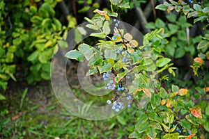 The blue berries of Mahonia aquifolium grow in September. Berlin, German