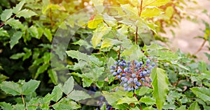 Blue berries Mahonia aquifolium Oregon-grape or Oregon grape and bush is a species of flowering plant in the family