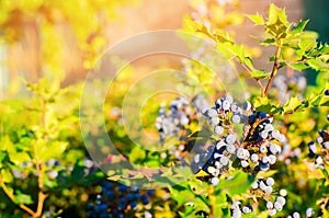 Blue berries Mahonia aquifolium Oregon-grape or Oregon grape and bush is a species of flowering plant in the family Berberidacea