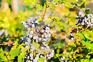 Blue berries Mahonia aquifolium Oregon-grape or Oregon grape and bush is a species of flowering plant in the family Berberidacea