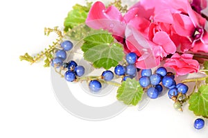 Blue berries of mondo grass and cyclamen photo