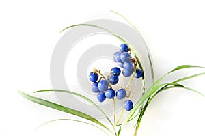 Blue berries of mondo grass photo