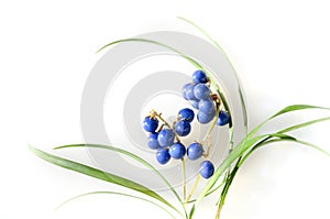 Blue berries of mondo grass