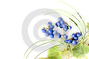 Blue berries of mondo grass photo