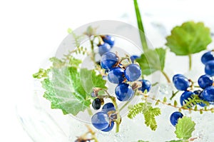 Blue berries of mondo grass photo