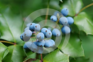 Blu frutti di bosco da un chicco di vino la radice O O lilla 