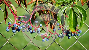 Blue berries plant on wall