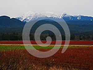 Blue berry fields in maple ridge british columbia.