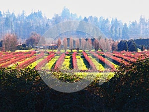 Blue berry fields in maple ridge british columbia with blue mountains in the background.