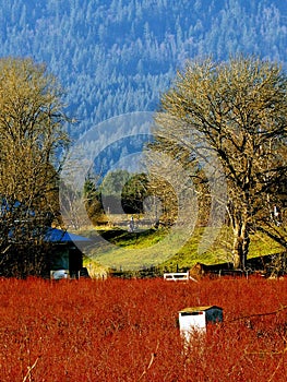 Blue berry fields in maple ridge british columbia with blue mountains in the background.