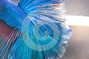 Blue Betta splendens Half moon fish macro tail