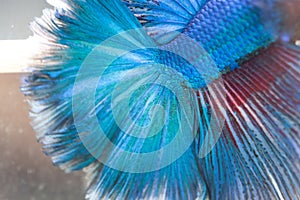 Blue Betta splendens Half moon fish macro tail