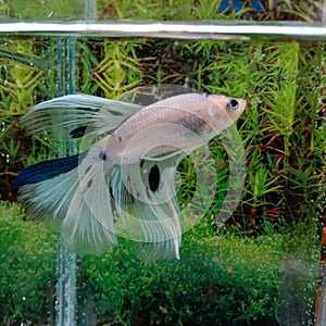 Blue bettafish ikan cupang biru