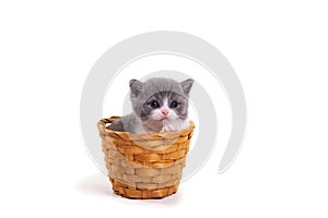 Blue bicolor British kitten sitting on a white background in a wicker basket