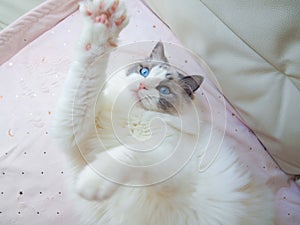 Adorable Ragdoll cat with pink paws. photo