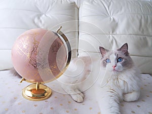 Adorable Ragdoll cat with Earth globe. photo