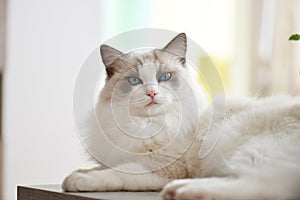 Blue bicolor ragdoll chilling on a table photo