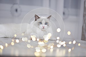 Blue bicolour ragdoll with lights in evening