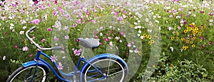 Blue Bicycle Pink Field Flowers