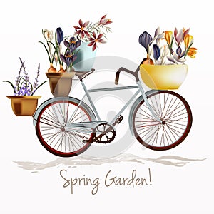 Blue bicycle and potters ful of crocus flowers. Spring garden