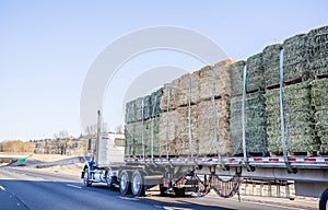 Blue big rig day cab classic American semi truck with flat bed semi trailer transporting bales of hay on pallets driving on