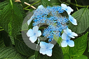 Blue bigleaf hydrangea (Hydrangea macrophylla) flowers