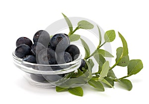 Blue bilberry or whortleberry photo