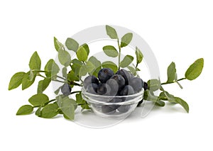 Blue bilberry or whortleberry