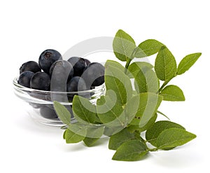 Blue bilberry or whortleberry