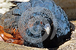 Blue-billed Curassow