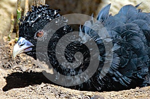 Blue-billed Curassow