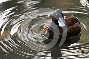 Blue billed duck