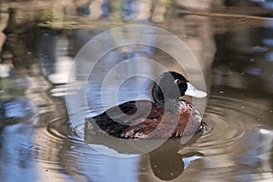 Blue billed duck