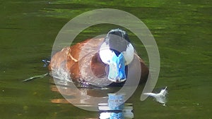 Blue Billed Duck in pond