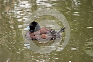The blue billed duck is swimming