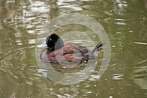 Modrý účtovaný kačica je plávanie 