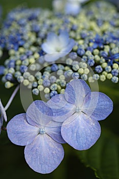 Blue Billow Lacecap Hydrangea
