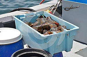 Blue bin full of lobsters.