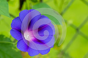 Blue bindweed flower macro
