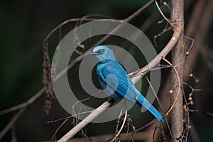 Blue bird