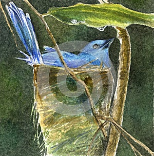 Blue bird artwork