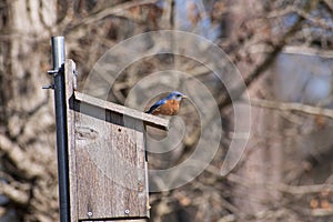 Blue Bird, Blue Robin, Siberian Blue Robin On A Bird House