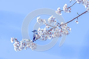 Blue bird on a branch of cherry blossom tree