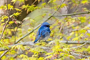 Blue bird on a branch of maple tree