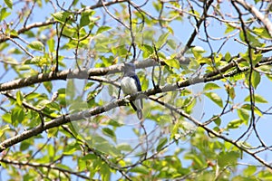 Blue bird on the branch of tree