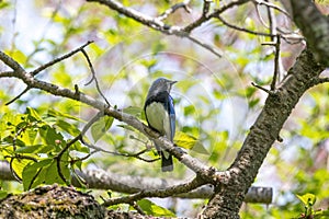 Blue bird on a branch of tree